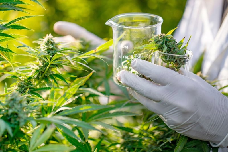 المغرب أصدر أول ترخيص لإحدى التّعاونيات نواحي شفشاون لاستيراد بذور القنب الهندي