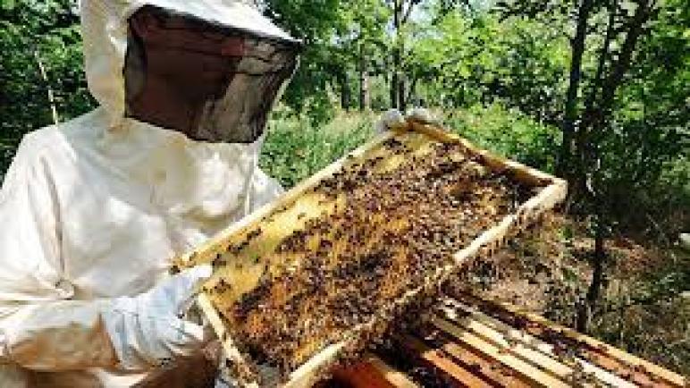 مربو النحل بالمغرب يشكون من تراجع الإقبال على العسل المحلي جراء إغراق السوق بالعسل المستورد