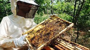 مربو النحل بالمغرب يشكون من تراجع الإقبال على العسل المحلي