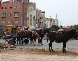 جماعة الدار البيضاء تستعد لدراسة والتصويت على مشروع قانون لمنع تربية وتجوال الدواب والمواشي