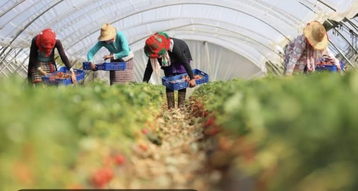 خلية تتبع تواكب وفاة عاملة فلاحية موسمية مغربية في حادث انقلاب حافلة بمدينة ويلبا الإسبانية