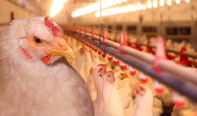 أثمنة الدجاج تعرف ارتفاعا