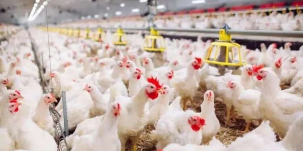 أسعار الدجاج تسجل انخفاضا ملحوظا بأسواق الجملة
