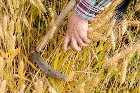 الاتحاد العام للفلاحين بالعرائش ينتقد عملية إختيار المشاركين بالمعرض الدولي للفلاحة بمدينة مكناس