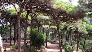 السلطات المحلية لطنجة تفعل قرار يمنع إيقاد النار في الغابة