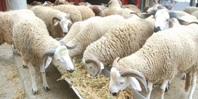 فلاح يؤكد أن العرض الموجود من الأغنام بالمغرب للسنة جارية كاف