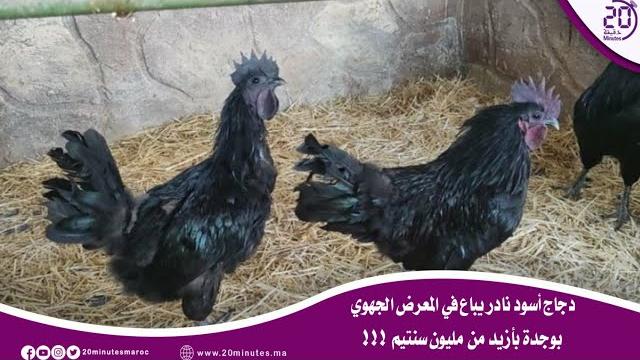 دجاج أسود نادر يباع في المعرض الجهوي بأزيد من مليون سنتيم ..