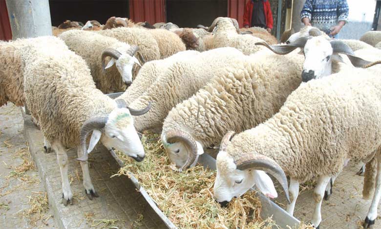 العرض الوطني من الماشية المخصصة لعيد الأضحى كاف ويغطي بشكل كبير الطلب