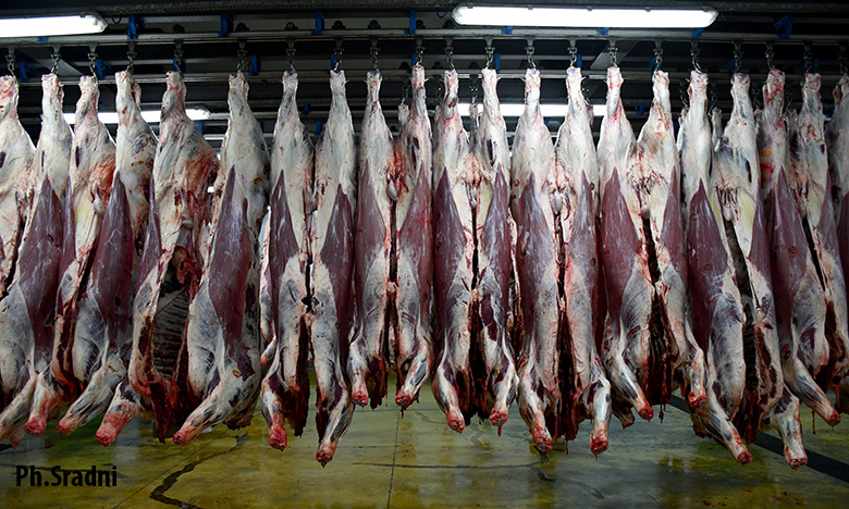 هدى الشيشاوي: استقبال وإيواء الأكباش في المجازر الحضرية للدار البيضاء المتوجداة سيكون قبل يومين من حلول عيد الأضحى المبارك