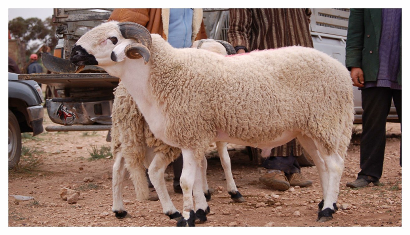 محمد جبلي: “الحديث عن ارتفاع أسعار الأضاحي سابق لآوانه”