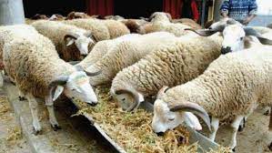 العرض من الأضاحي وفير على مستوى جهة طنجة تطوان الحسيمة