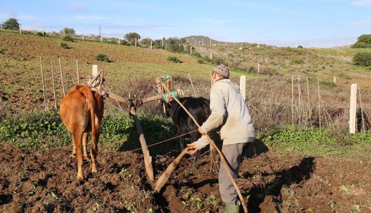 حسيمة :المخطط الفلاحي الإقليمي لتنزيل استراتيجية الجيل الأخضر مواصلة دينامية التنمية وإعطاء الأولوية لتأهيل العنصر البشري
