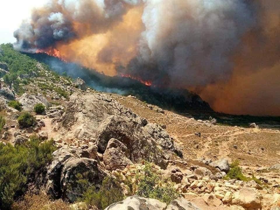 المساحة المتضررة من الحرائق بلغت حوالي 580 هكتارا