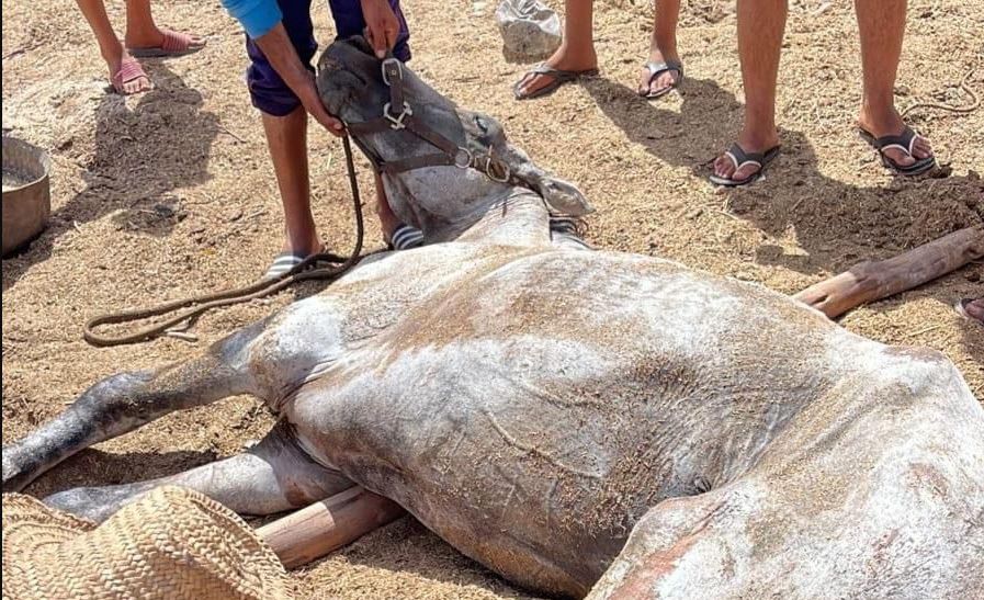 مراكش: إنقاذ حصان من الموت بعد تداول صوره على صفحات مواقع التواصل الاجتماعي