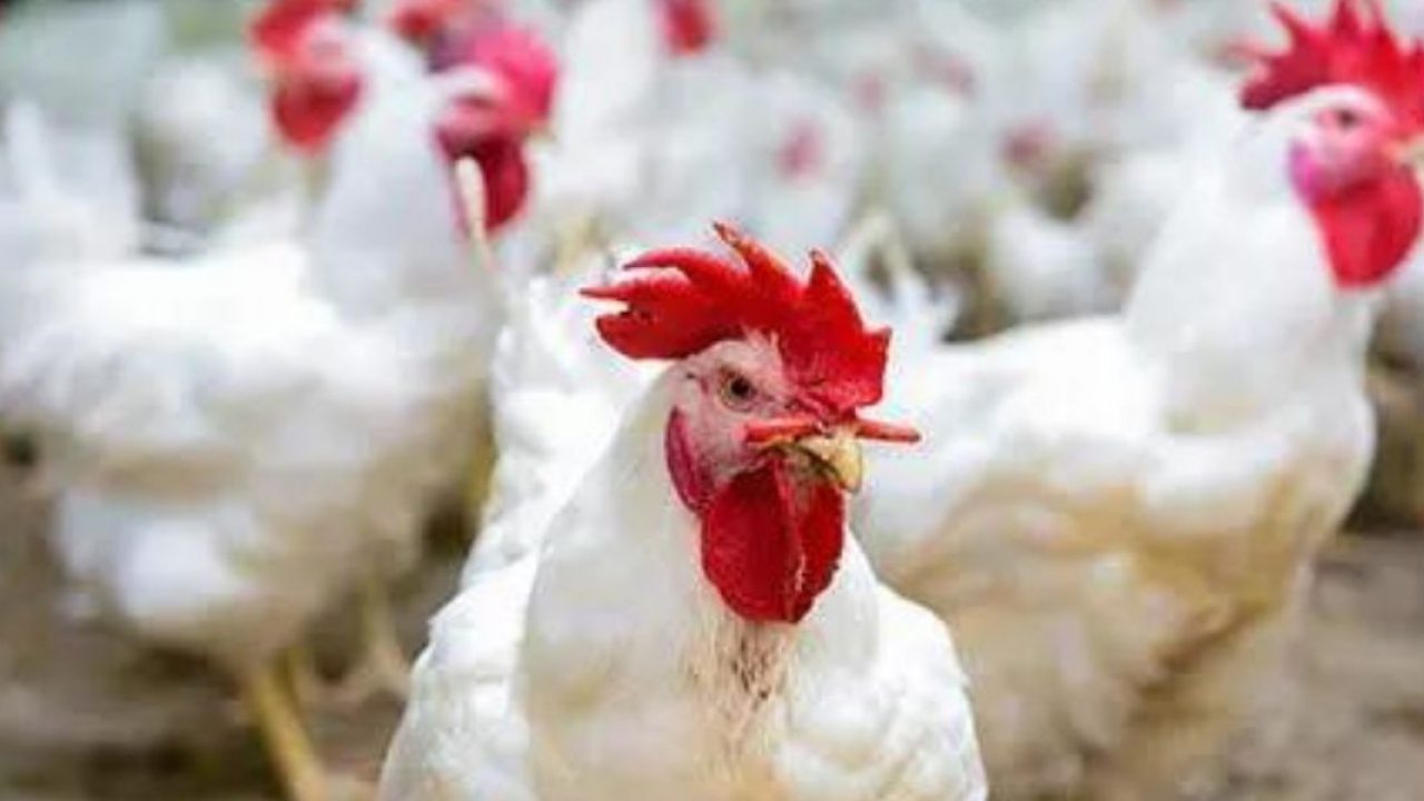 أسعار الدجاج ترتفع من جديد