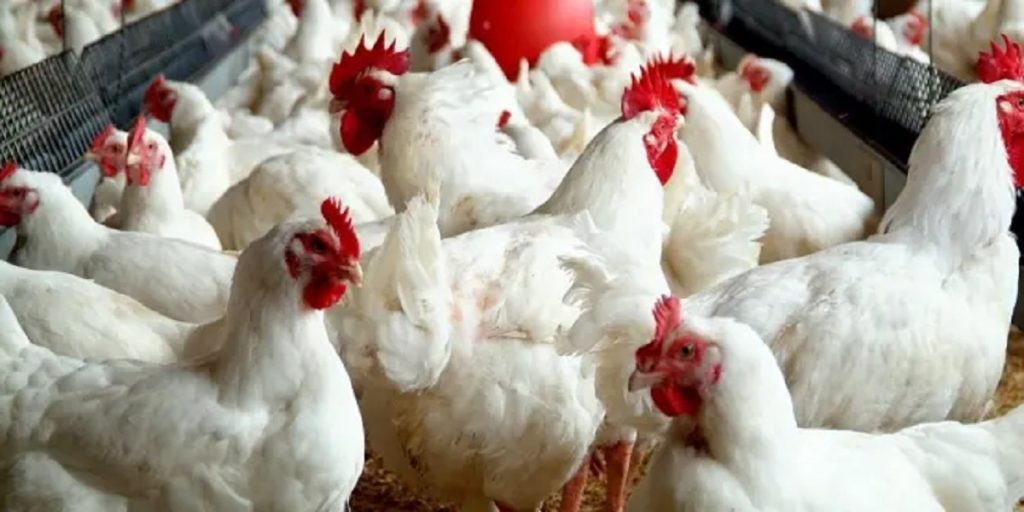 أسعار الدجاج ترتفع من جديد