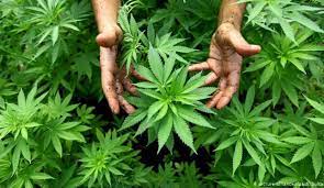 طنجة: مؤتمر دولي حول الإمكانات العلاجية والصناعية للقنب الهندي بالمغرب