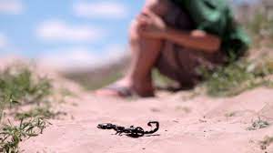 الشبكة المغربية للدفاع عن الحق في الصحة تحذر من ارتفاع معدل الوفيات الناجمة عن لسعات العقارب