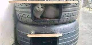 ساكنة مراكش ينشؤون مأوى صغير للقطط