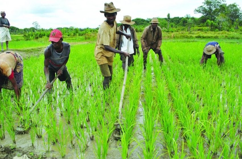 السنغال تتطلع الى الاستفادة من النموذج المغربي في مجال “الوقف الفلاحي”