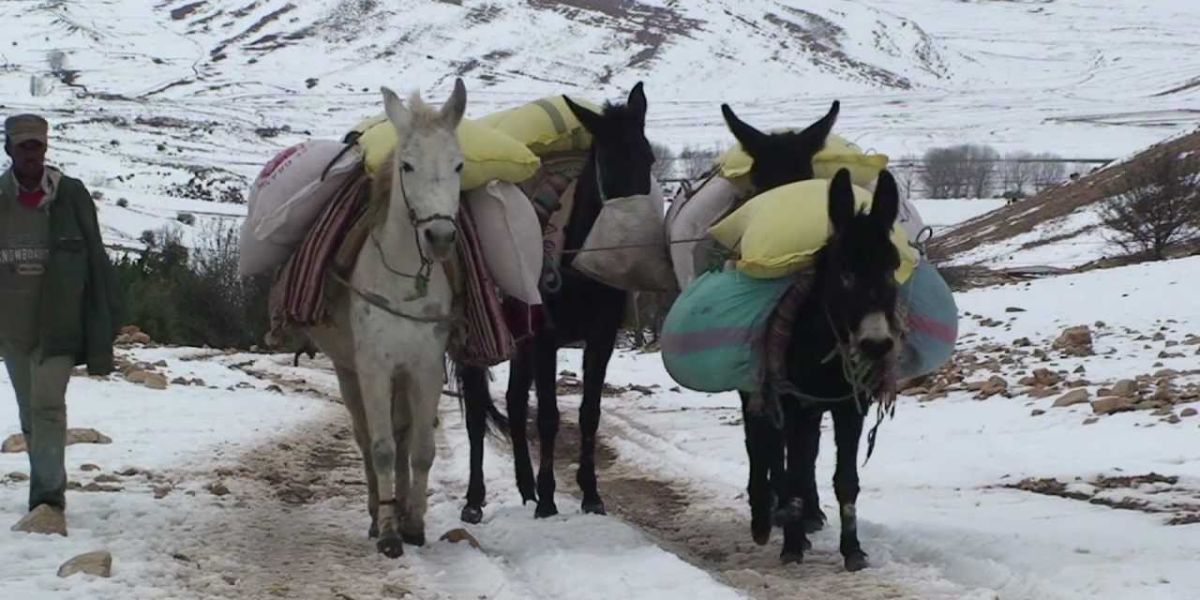 اللجنة الإقليمية لليقظة والتتبع بتاوريرت تعقد اجتماعا لتدارس التدابير الوقائية للتخفيف من آثار موجة البرد