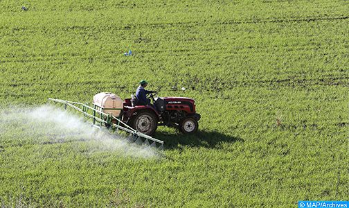 انطلاق الموسم الفلاحي بجهة طنجة-تطوان-الحسيمة ببرمجة زراعة أزيد من 60 ألف هكتار بالخضروات