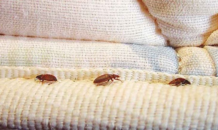 فرنسا: السلطات اضطرت إلى إغلاق سبع مدارس بسبب انتشار بقّ الفراش