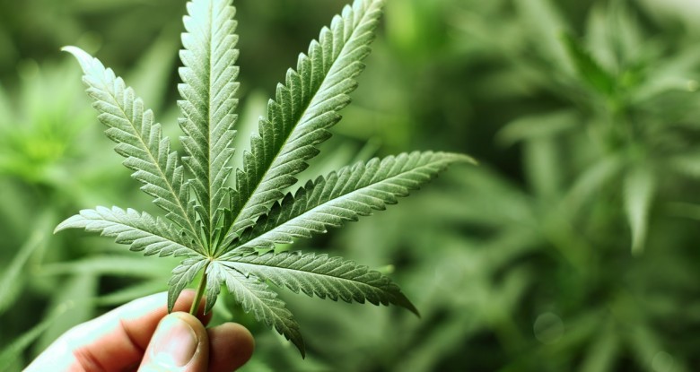 جماعة إيساغن بإقليم الحسيمة تتطلع لاحتضان منطقة للأنشطة الاقتصادية المتعلقة بتثمين منتوجات القنب الهندي