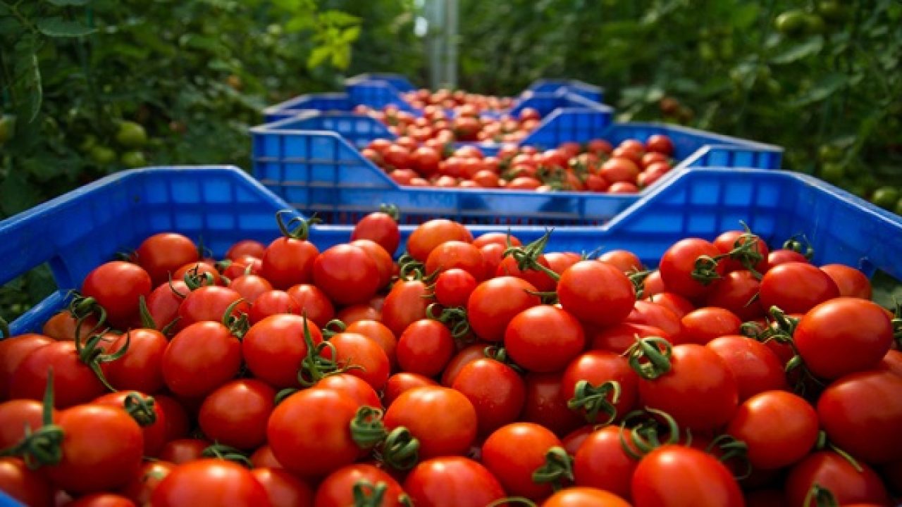 ارتفاع أسعار الطماطم بالمغرب