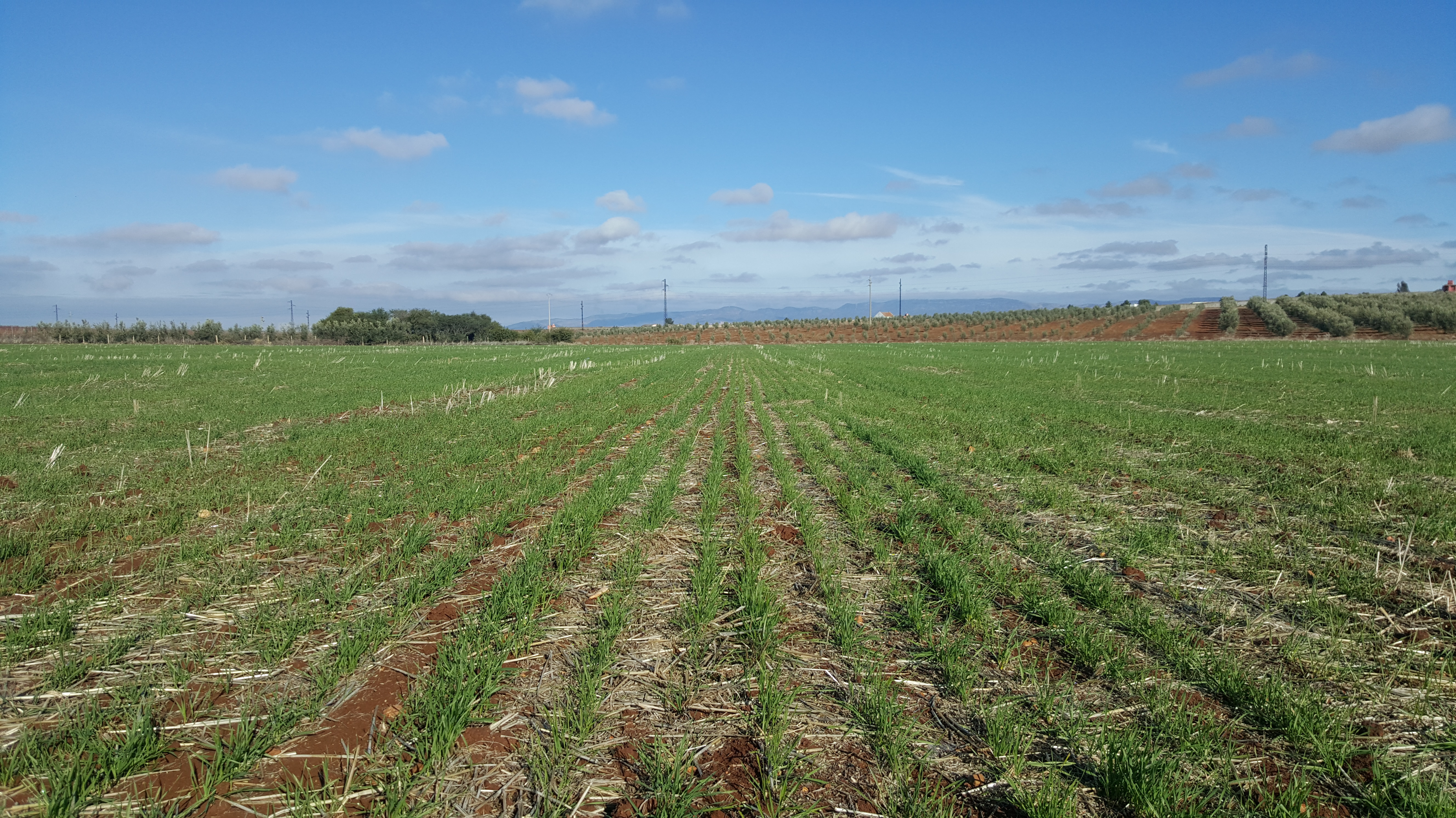 المساحة المزروعة بواسطة تقنية الزرع المباشر على مستوى عمالة مكناس بلغت 47 ألف و480 هكتارا