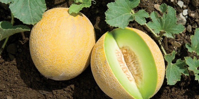 مبيعات البطيخ الشمام المغربي تشهد ارتفاعًا ملحوظًا في السوق الأوروبية