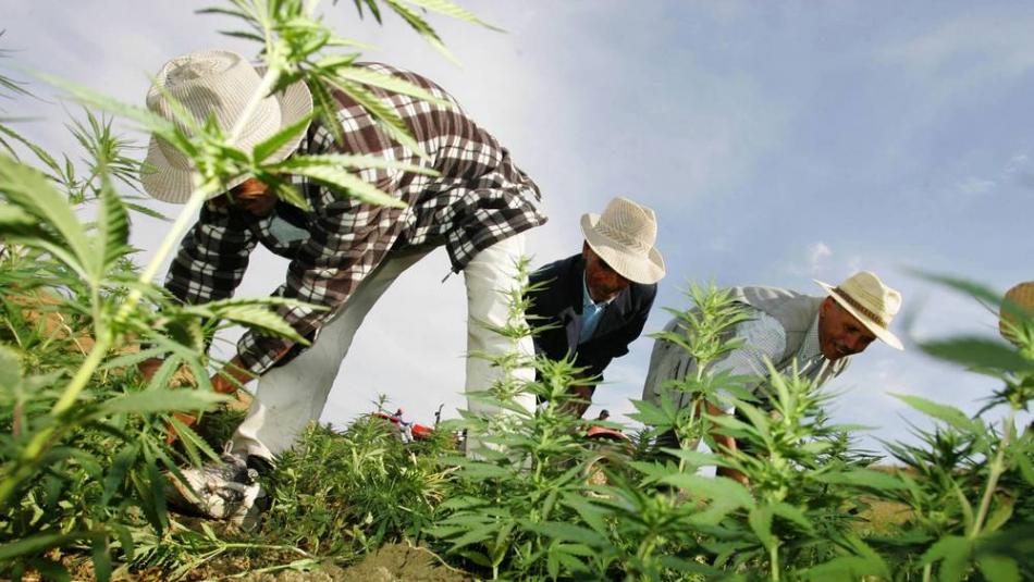 شفشاون: لقاء تواصلي وتحسيسي لاستعراض تجربة الموسم الأول بعد تقنين زراعة القنب