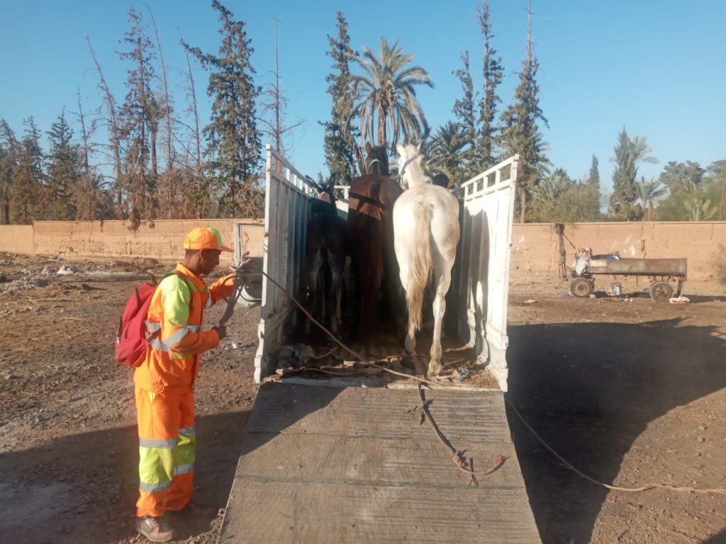 حجز حوالي 18 عربة مجرورة وما يقرب من 07 دوا في حملة محلية بمراكش