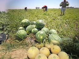 قرار يقضي بمنع زراعة البطيخ بنوعيه الأحمر والأصفر برسم الموسم الفلاحي الحالي 2023-2024
