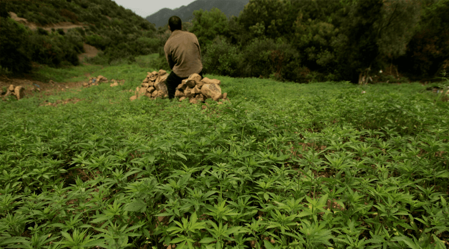 الترخيص لزراعة عشبة “البلدية” انطلاقا من الموسم الزراعي 2024