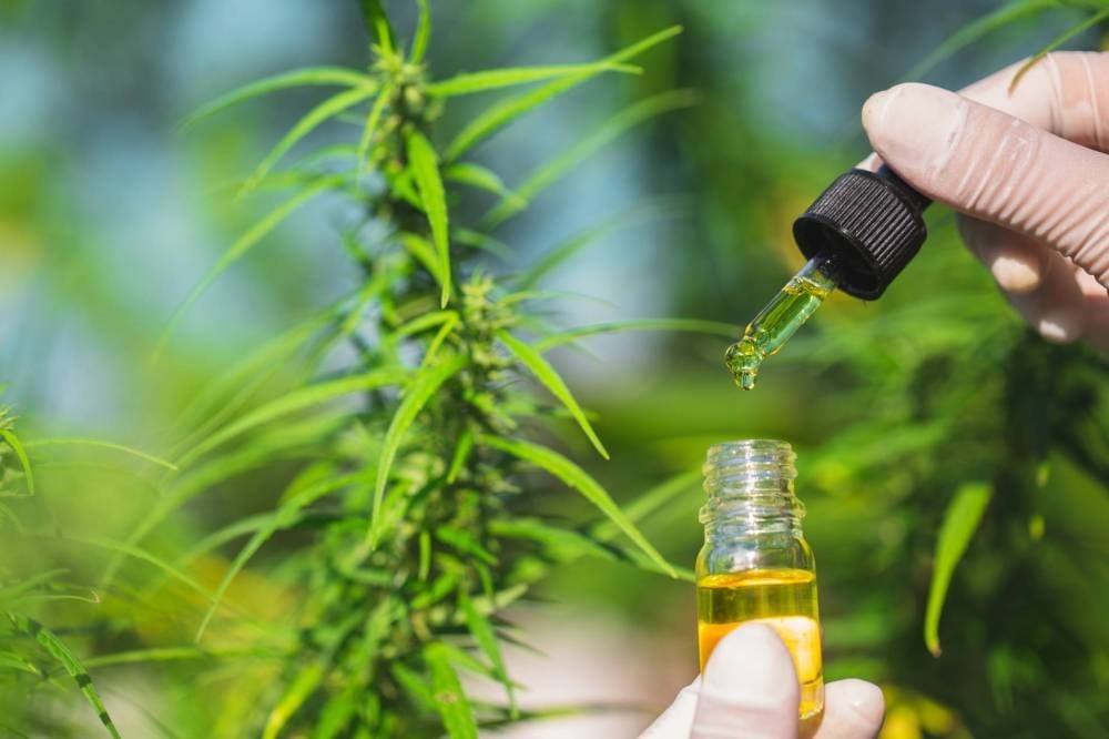 تعاونية “بيو كانات” تجري أولى اختبارات استخلاص زيت القنب الهندي بوحدتها التحويلية بالجماعة الترابية باب برد