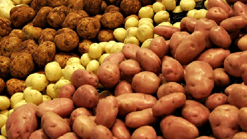 التوقعات تشير إلى زيادة إنتاج البطاطس خلال الموسم الفلاحي الجاري