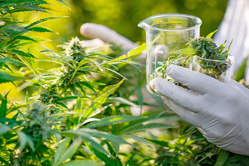 إجراء الاختبارات الأولى لاستخلاص زيت القنب الهندي في وحدة تحويل بالجماعة الترابية باب برد