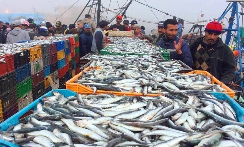 منتجات الصيد البحري المفرغة بالموانئ تسجل تراجعا بنسبة 6 %
