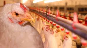 الجمعية الوطنية لمربي دجاج اللحم تطالب بالتدخل لوضع حد للاحتكار بمراجعة أثمان الأعلاف