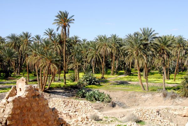 مراكش: لقاء لمناقشة التحديات المرتبطة بهندسة المناظر الطبيعية