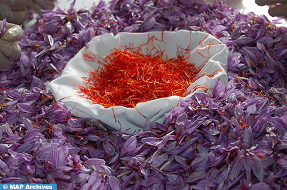إنتاج سلسلة الزعفران بإقليم أزيلال بلغ 1,7 طن