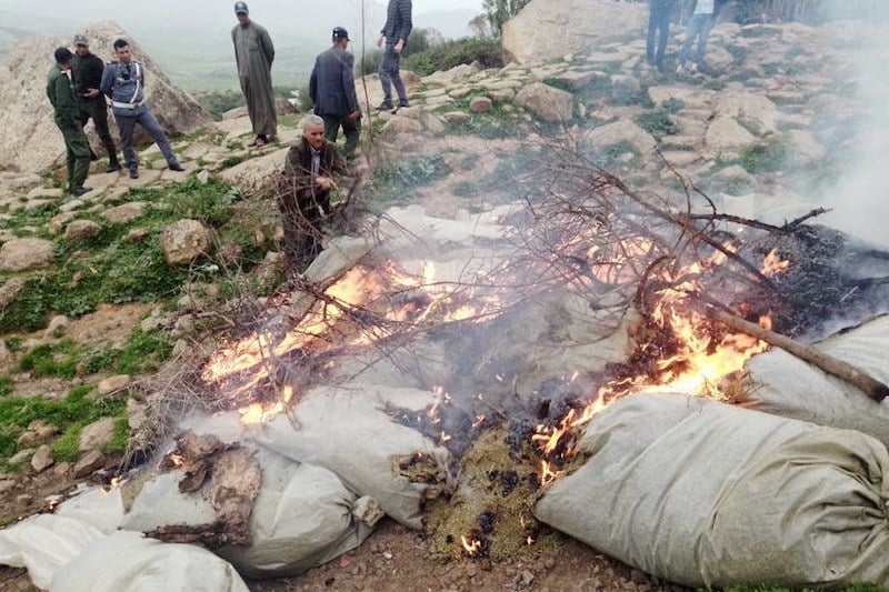 حجز القنب الهندي كان مخزنا في أكياس بلاستيكية بالجماعة الترابية سبت بني جرفط بإقليم العرائش