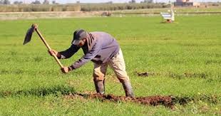 التساقطات المطرية المسجلة بإقليم الجديدة أثرت شكل إيجابي على الزراعات الربيعية والمراعي