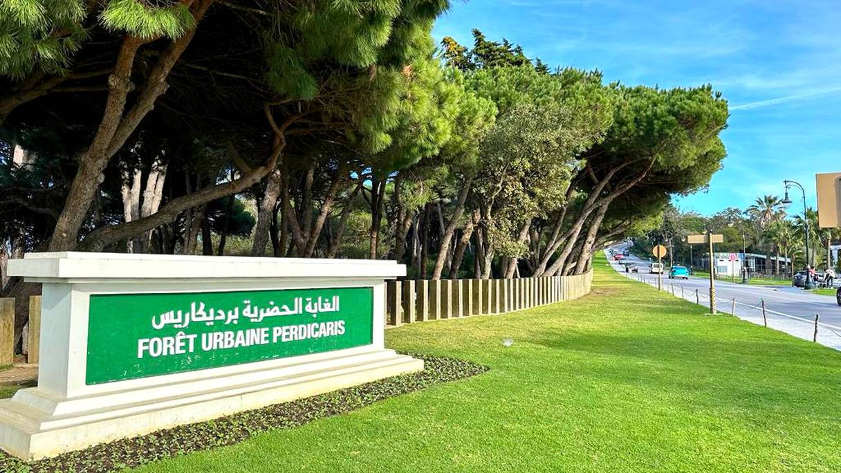 مراكش .. دعوة إلى إنشاء حزام غابوي على طول الساحل الأطلسي المغربي بعمق 100 كلم