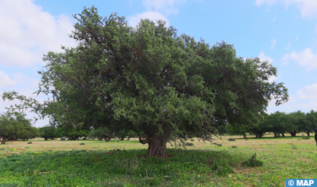 افتتاح فعاليات الدورة الثالثة من المعرض الدولي للأركان بأكادير