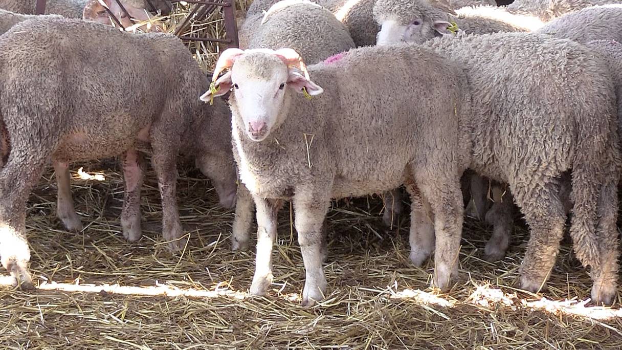 استيراد الأضاحي تُفيد المنتجين الأوروبيين أكثر من المستهلكين المغاربة