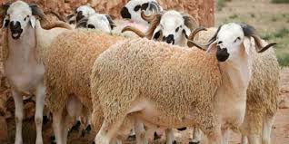 خدوج السلاسي توجه سؤالا كتابيا إلى وزير الداخليةحول موضوع إجراءات النظافة والبيئة الواجب اتخاذها استعدادا لعيد الأضحى