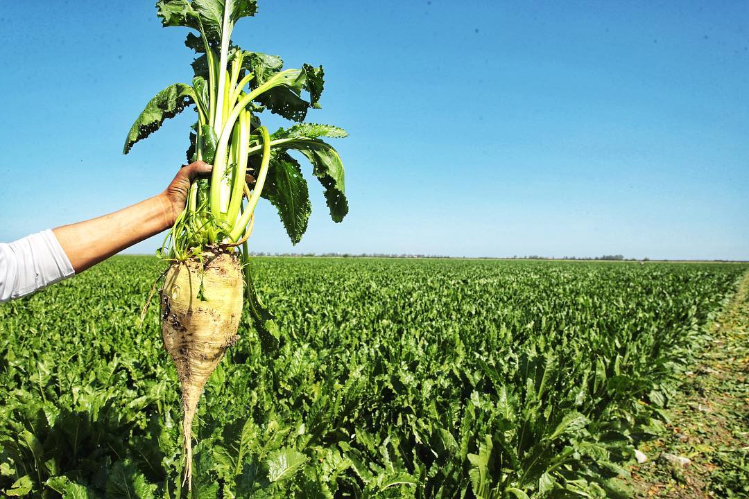 إقليم سيدي قاسم.. انطلاق موسم قلع الشمندر السكري بمنطقة الغرب.