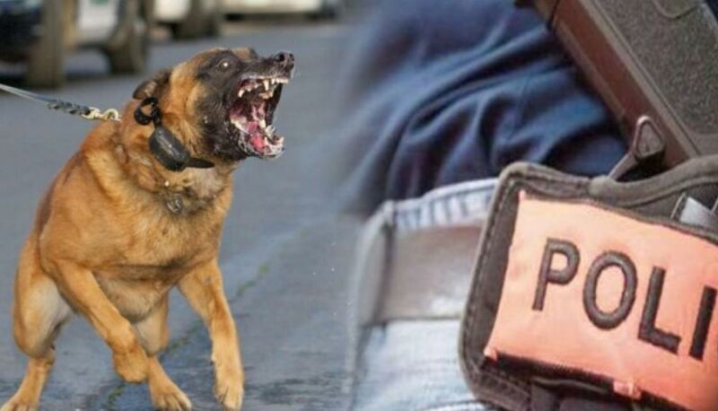 في يوم العيد : استعمال السلاح الوظيفي لتوقيف محرض كلب شرس